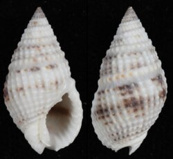 Nassarius margaritiferus