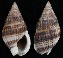 Nassarius margaritiferus