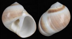 Polinices cumingianus