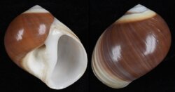 Polinices cumingianus