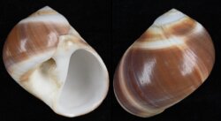 Polinices cumingianus