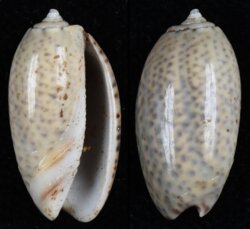 Oliva bulbosa fma inflata