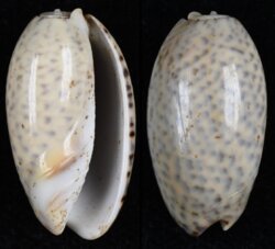 Oliva bulbosa fma inflata