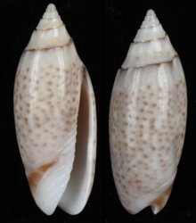 Oliva australis