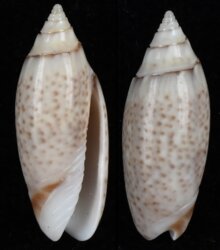 Oliva australis