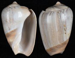 Olivancillaria urceus