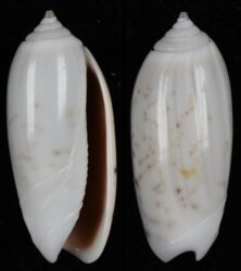 Oliva oliva fma stellata
