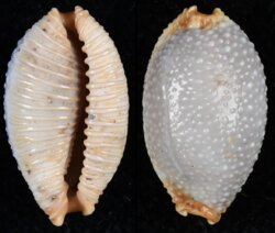 Staphylaea staphylaea staphylaea