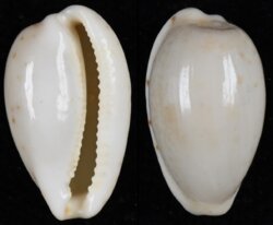 Notocypraea piperata