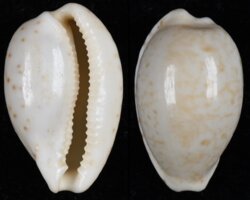 Notocypraea piperata