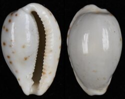 Notocypraea piperata