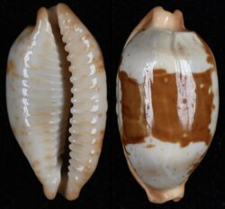 Bistolida stolida stolida