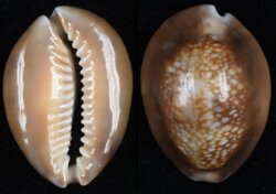 Monetaria caputserpentis