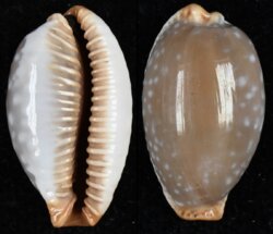 Staphylaea limacina limacina