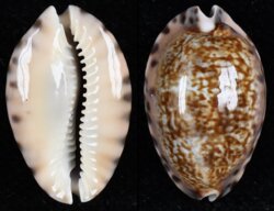 Pseudozonaria arabicula