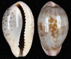 Zonaria sanguinolenta