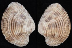Antigona lamellaris