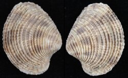 Antigona lamellaris