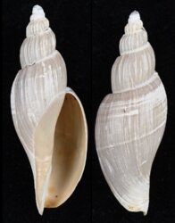 Saotomea pratasensis