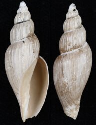 Saotomea pratasensis