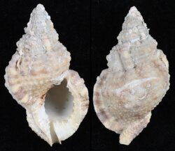 Bursa ranelloides tenuisculpta