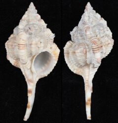 Vokesimurex dolichourus