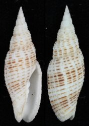 Neocancilla granatina