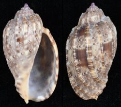 Harpa amouretta