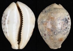 Cypraea tigris tigris