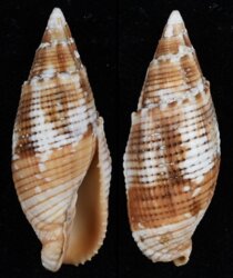 Nebularia imperialis