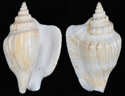 Dolomena plicata plicata