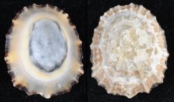 Patella vulgata secernenda