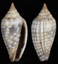Imbricaria conica