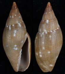 Nebularia barbadensis