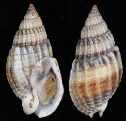 Nassarius nitidus