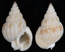 Nassarius denticulatus