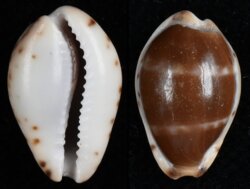 Palmadusta androyensis