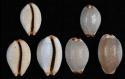 Staphylaea staphylaea laevigata