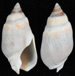 Buccinanops duartei