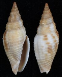 Imbricaria flammea