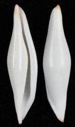 Pellasimnia improcera