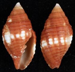 Nebularia cucumerina