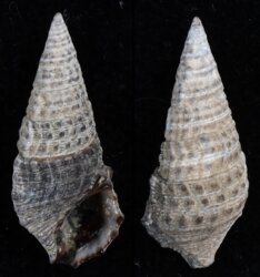 Clypeomorus coralium