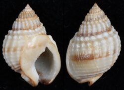 Nassarius pauperatus