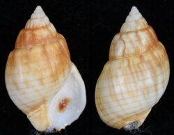 Nassarius particeps