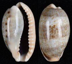 Erronea caurica elongata