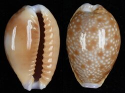Naria helvola hawaiiensis
