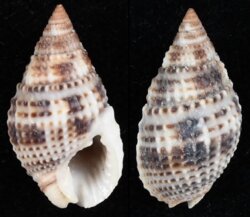 Nassarius margaritiferus