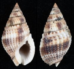 Nassarius margaritiferus
