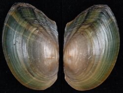 Sinanodonta woodiana